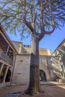 Courtyard with tree in the Sainte Marie Abbey in Lagrasse, Département Aude, France