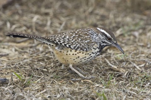 Cactus Wren (Campylorhynchus brunneicapillus), Texas, USA