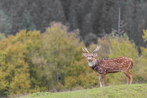 An axis deer stag (Axis axis) stands in a green meadow and watches the photographer attentively. A