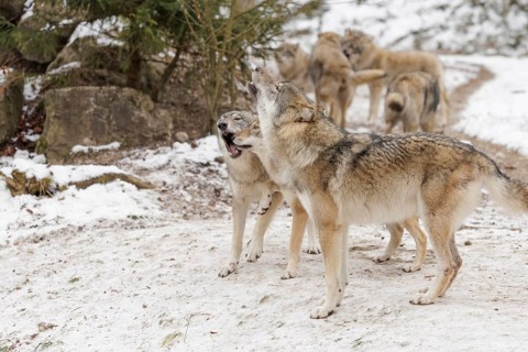 A pack of grey wolves (Canis lupus lupus) stands howling on a snow-covered meadow on a cold, cloudy