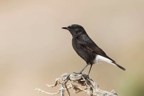 Mourning Wheatear (Oenanthe lugens warriae) perched on a branch, Arava Valley, Israel
