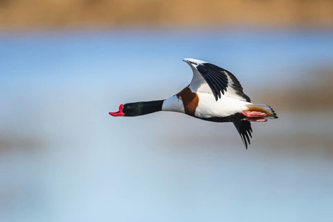 Common Shelduck, Tadorna tadorna, bird in flight over winter marshes