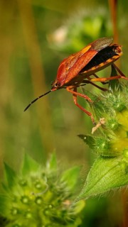 Close-up: a purple fruit bug (Carpocoris purpureipennis) perched on a plant, surrounded by green
