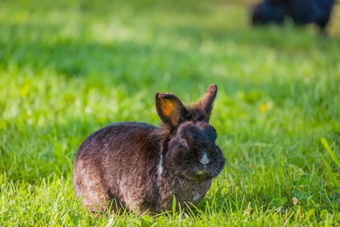 One feral domestic rabbit (Oryctolagus cuniculus domesticus) sits on a meadow and eats grass