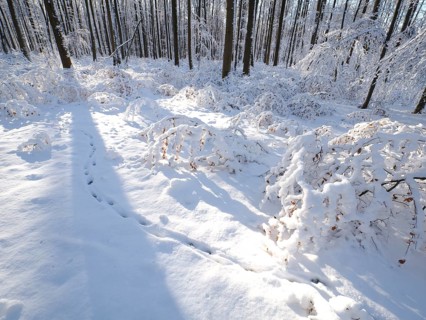 Beech woodland (Fagus sylvatica), trees and undergrowth covered in hoarfrost and snow in winter,