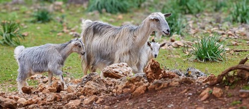 Two goats on a green meadow with stones, sheep (e) or goat (n), ovis, caprae, Crete, Greek Islands,
