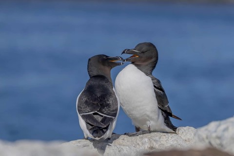 Razorbill (Alca torda), pair, greeting, Hornoya, Varangerfjord, Norway