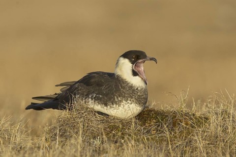 Pomarine Skua (Stercorarius pomarinus), Alaska, USA