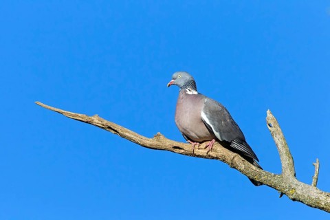 Wood pigeon, (Columba palumbus), animals, birds, pigeon, pigeon family, perch, branch, blue sky,