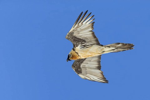 Bearded vulture, lammergeier, (Gypaetus barbatus), Gypaetus barbatus meridionalis, hawk family,