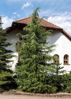 Deodar cedar (Cedrus deodara)