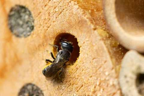 Orange vented mason bee (Osmia leaiana) adult insect at a bee hotel box in summer, England, United