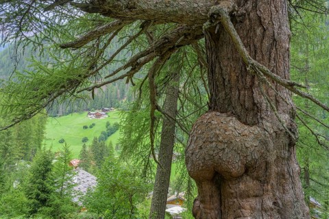 Primeval larch (Larix decidua), Ulten, South Tyrol, Italy