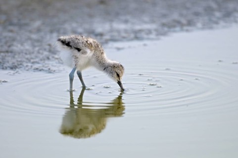 Saebelschnaebler (Recurvirostra avosetta), Avocet, Jungvogel bei der Nahrungssuche, mit Beute,