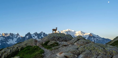 Alpine ibex (Capra ibex) on a rock, morning mood, mountain landscape at sunrise, mountain peak of