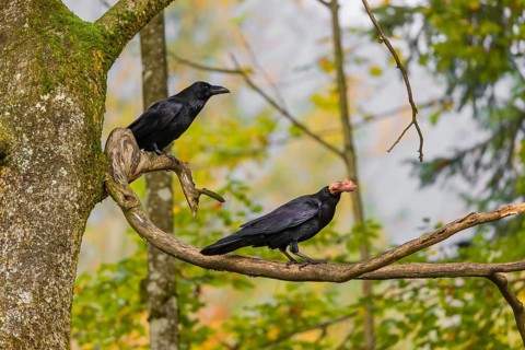 Two common raven (Corvus corax) sit in a tree, one eats a piece of meat