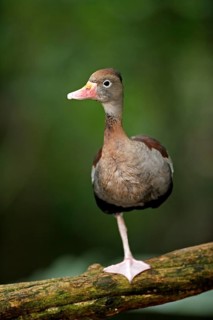 Red-billed Whistling Duck (Dendrocygna autumnalis), autumn duck, autumn whistling duck,