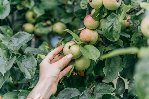 A hand reaches toward ripe apples hanging on a tree branch surrounded by green foliage. The scene