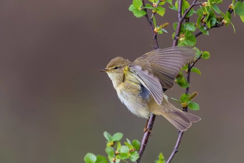 Fitis (Phylloscopus trochilus) Willow Warbler, male