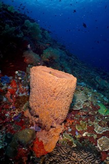 Barrel sponge, Barrel sponge (Xestospongia testudinaria), on a coral reef in deep blue underwater,