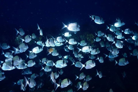 Shining school of fish, two-banded seabream (Diplodus vulgaris), in the dark ocean with light