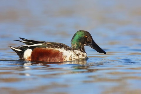 Northern Shoveler (Spatula clypeata) male, British Columbia, Canada