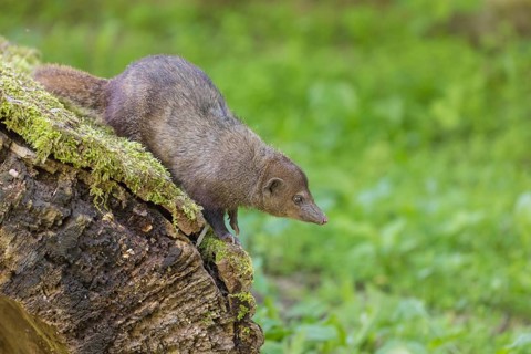 One Common cusimanse, Crossarchus obscurus, standing on a moss covered log. Some green vegetation