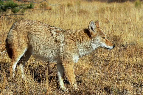 Coyote. Canis latrans. Coyote standing on a meadow and watching. Rocky Mountains national park.