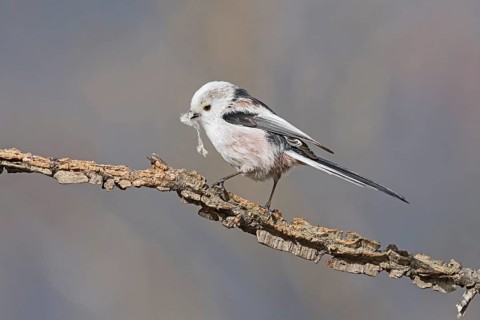 Long-tailed Tit (Aegithalos caudatus) perched on a branch with nesting material in beak, Aosta