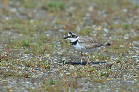Little Ringed Plover (Charadrius dubius) adult bird standing on a gravel bank at the lakeshore,