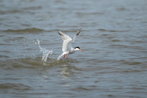 Common tern (Sterna hirundo) adult bird in flight emerging from the sea with a fish for food in its