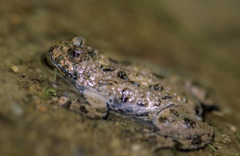 Mountain toad, bombina variegata, yellow-bellied toad, amphibians, amphibians, amphibians,