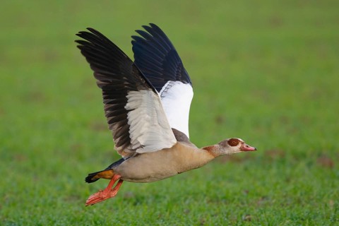 Egyptian Goose (Alopochen aegyptiaca) flying, North Rhine-Westphalia, Germany
