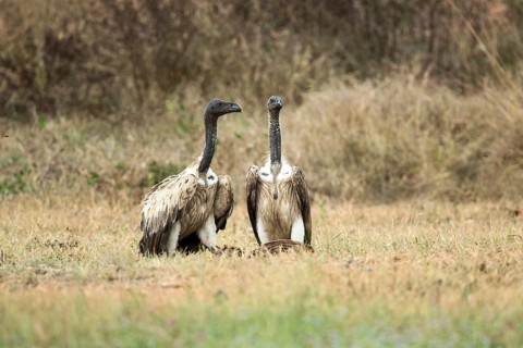 Slender-billed Vulture (Gyps tenuirostris), Preah Vihear, Cambodia