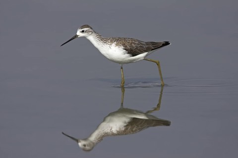 Marsh Sandpiper (Tringa stagnatilis), Oman