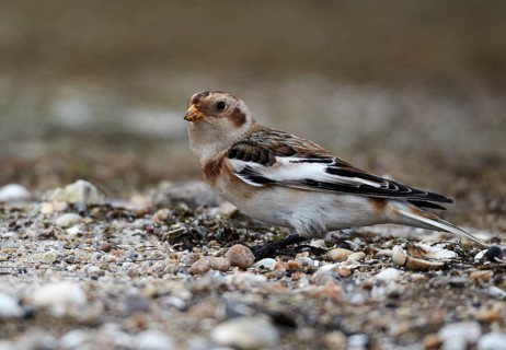 Snow Bunting (Plectrophenax nivalis) on beach, Schleswig-Holstein, Germany