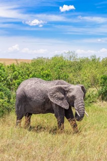 Alone African bush elephant (Loxodonta africana) by some green bushes on the savanna in east
