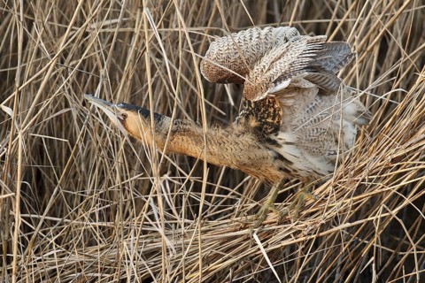 Eurasian Bittern (Botaurus stellaris), Hesse, Germany