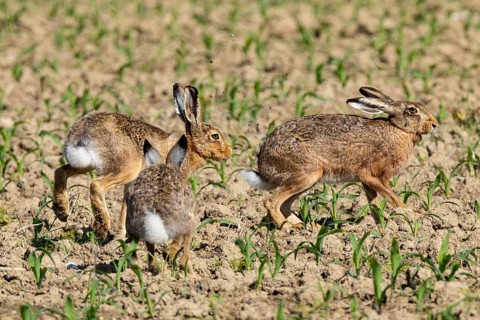 European hare (Lepus europaeus) Germany