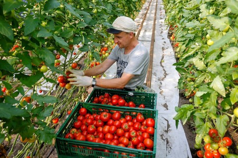 Wittichenau, Oberlausitz, Saxony, Germany - Tomato harvest on the family-run Domanja farm and
