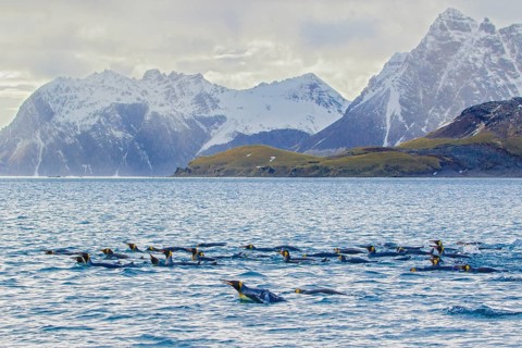 King Penguin (Aptenodytes patagonicus) swimming in the ocean near South Georgia Island