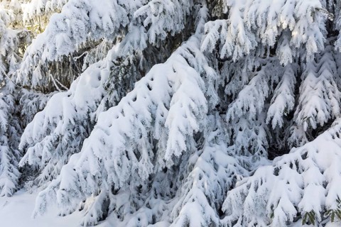 Conifers thickly decorated with hoarfrost and snow on the Auersberg, Eibenstock, Erzgebirge,