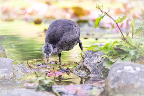 Eurasian Coot chick (Fulica atra) standing in water, drinking, profile view, leaves lying on water