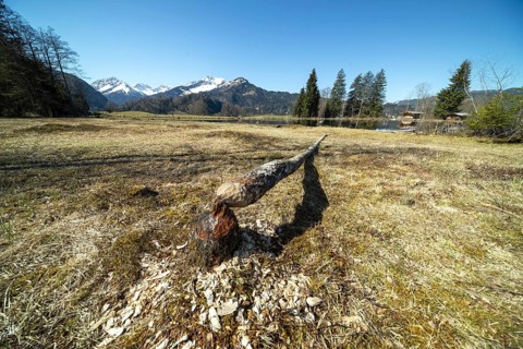 Felled tree trunk bitten by beavers (Castor fibre), beaver bite, moor pond near Oberstdorf,