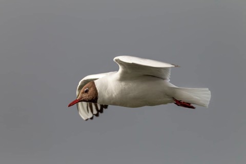 In gliding flight, the black-headed gull (Chroicocephalus ridibundus) in its breeding plumage