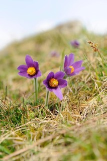 Several purple Pasque flowers blooming on a grassy spring meadow, Pasque flower (Pulsatilla