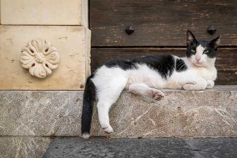 Black and white cat lying on a stone doorstep, Taormina, Sicily, Italy