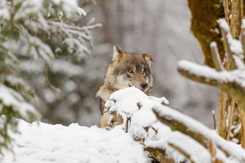 An adult male grey wolf (Canis lupus lupus) rests in the thicket of a sloping, snow-covered forest