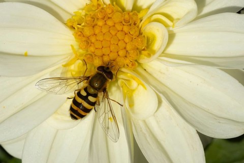 Common hoverfly (Eupeodes corollae) adult insect feeding on a garden Dahlia flower in summer,