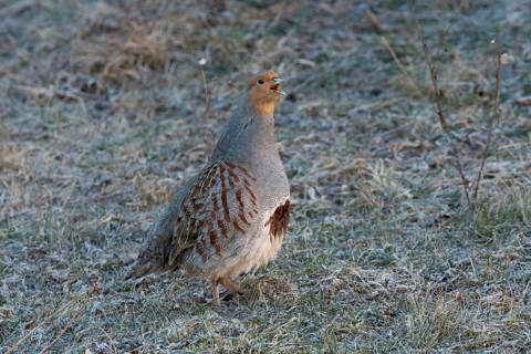 Grey Partridge (Perdix perdix), Thuringia, Germany